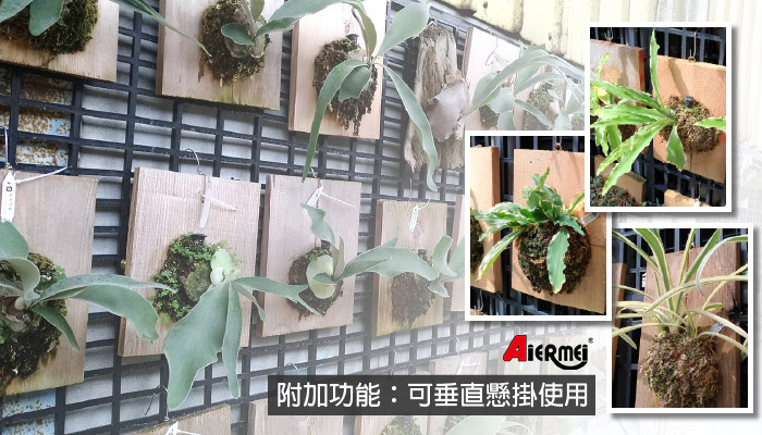 植床板怎麼選？塑膠植床板 vs 鐵架植床板差異比較｜艾爾鎂BNH-054複合式塑膠植床板(4尺寬)